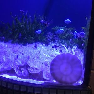 Meet your Posher, Akiillah